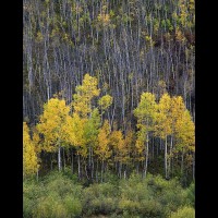 Aspen forest, San Juan Mountains, Colorado, USA :: 11392TREaspensketchjpg