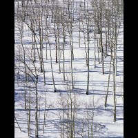 Aspen forest winter, Dallas Divide, Colorado, USA :: 12355TREaspencheckerboardjpg