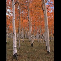 Aspen forest autumn, San Juan Mts., Colorado, USA :: 13982TREsanmiguelaspenjpg