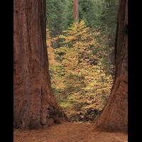 Sequoia National Park, Sequoia & Dogwood :: 15850TREsequoiafloweringdogwoodjpg