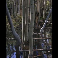 Aspen tree skags, Beaver pond, Colorado, USA  :: 16563TREaspenbeaverpondjpg