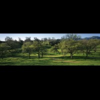 California Oaks panorama, Valencia hills, California, USA :: 18172wCAVALvalenciahillsidecajpg