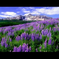 Mt. Wilson, wildflowers, San Juan Mountains, Colorado, USA :: 19474COSJMmtwilsonlupinejpg