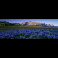 Telluride, Wilson Range panorama, wildflowers, San Juan Mts., Colorado, USA :: 19516weCOSJMwilsonrangelupineIIjpg