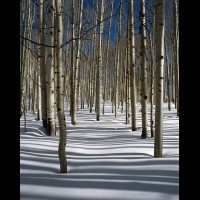 Aspen forest winter, Elk Mts., Colorado, USA :: 4103eTREmcclurespassaspenjpg