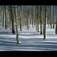 Aspen forest winter, White River Natonal Forest, Elk Mts., Colorado, USA  :: 4104eTREmcclurespassaspenjpg