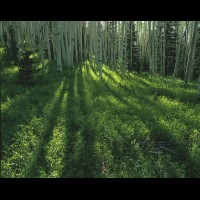 Aspen forest, Uncompahgre National Forest, San Juan Mts., Colorado, USA :: 4820TREuncompahgrenfjpg