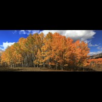 Aspen forest autumn, San Juan Mountains, Colorado  :: TREsilverjackaspen50475-84wjpg