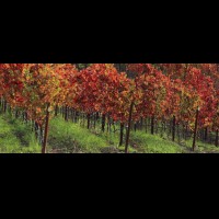 California wine country, Sonoma county, USA :: VINcopain46658-63w