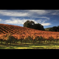 California wine country, Sonoma county, USA :: VINsonoma43508
