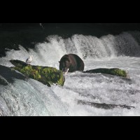 Coastal Brown (Grizzly) Bears at Brooks Falls, Alaska :: WLDbrownbearskatmaiak72328jpg