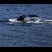 Humpback whales, coastal British Columbia, Canada :: WLDwhalesbc69677jpg